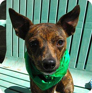 Chihuahua Mix Dog for Sale in El Cajon, California - Cooper Chihuahua Mix Dog for Sale in El Cajon, California - Cooper