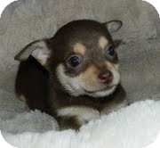 Chihuahua Mix Puppy for Sale in Allentown, Pennsylvania - Lilly Putt Chihuahua Mix Puppy for Sale in Allentown, Pennsylvania - Lilly Putt