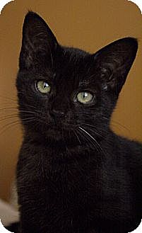 Domestic Shorthair Cat for Sale in La Canada Flintridge, California - Hayley Domestic Shorthair Cat for Sale in La Canada Flintridge, California - Hayley