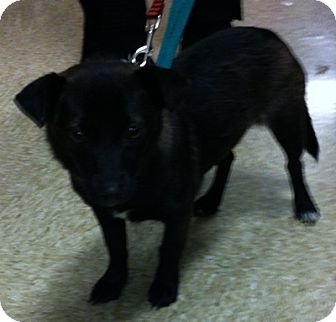 Chihuahua/Chihuahua Mix Dog for Sale in Loudonville, New York - Avery Chihuahua/Chihuahua Mix Dog for Sale in Loudonville, New York - Avery