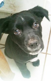 Border Collie Mix Puppy for Sale in Tucson, Arizona - Linus Border Collie Mix Puppy for Sale in Tucson, Arizona - Linus