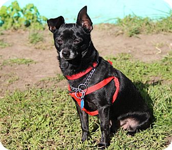Chihuahua Dog for Sale in Tinton Falls, New Jersey - Taco Two Chihuahua Dog for Sale in Tinton Falls, New Jersey - Taco Two