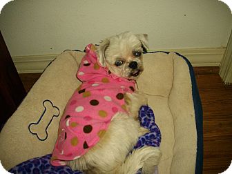 Shih Tzu Dog for Sale in Sheridan, Oregon - Mercy Shih Tzu Dog for Sale in Sheridan, Oregon - Mercy