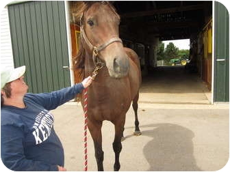 Thoroughbred Mix for Sale in Lexington, Kentucky - Isabel Thoroughbred Mix for Sale in Lexington, Kentucky - Isabel