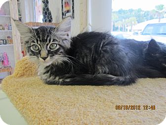 Domestic Longhair Kitten for Sale in Bunnell, Florida - Rufus Domestic Longhair Kitten for Sale in Bunnell, Florida - Rufus