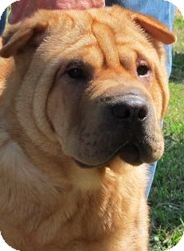Shar Pei Dog for Sale in Barnegat Light, New Jersey - Suzee Shar Pei Dog for Sale in Barnegat Light, New Jersey - Suzee