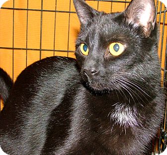 Domestic Shorthair Cat for Sale in Chattanooga, Tennessee - Lil Bit Domestic Shorthair Cat for Sale in Chattanooga, Tennessee - Lil Bit