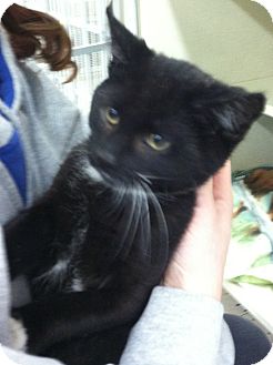 Domestic Shorthair Kitten for Sale in Riverhead, New York - Snitch Domestic Shorthair Kitten for Sale in Riverhead, New York - Snitch