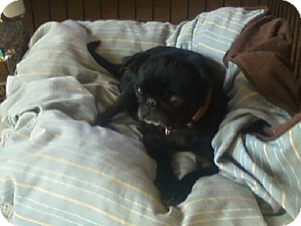 Pug Dog for Sale in Carey, Ohio - PRINCESS/Adoption pending Pug Dog for Sale in Carey, Ohio - PRINCESS/Adoption pending