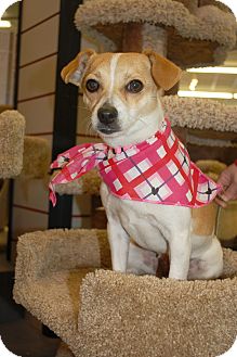 Chihuahua/Jack Russell Terrier Mix Dog for Sale in London, Kentucky - Sammie Chihuahua/Jack Russell Terrier Mix Dog for Sale in London, Kentucky - Sammie