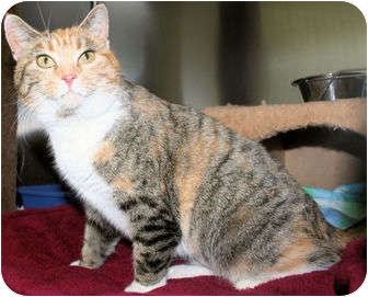 Domestic Shorthair Cat for Sale in Edmonton, Alberta - Pointsetta Domestic Shorthair Cat for Sale in Edmonton, Alberta - Pointsetta