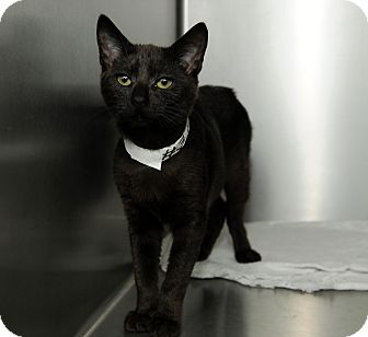 Domestic Shorthair Cat for Sale in Farmingdale, New York - Sapphire Domestic Shorthair Cat for Sale in Farmingdale, New York - Sapphire