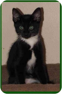 Domestic Shorthair Kitten for Sale in Orlando, Florida - Webster Domestic Shorthair Kitten for Sale in Orlando, Florida - Webster