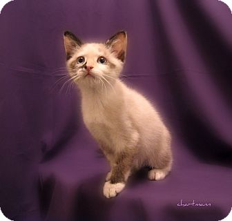 Domestic Shorthair Kitten for Sale in Richmond, Virginia - Sassafras & Sabrina Domestic Shorthair Kitten for Sale in Richmond, Virginia - Sassafras & Sabrina