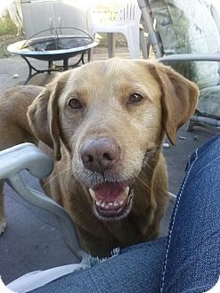 Labrador Retriever/Golden Retriever Mix Dog for Sale in Oldsmar, Florida - Thompson Labrador Retriever/Golden Retriever Mix Dog for Sale in Oldsmar, Florida - Thompson