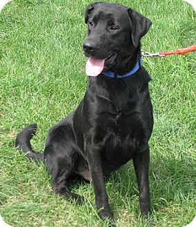 Labrador Retriever Mix Dog for Sale in Lisbon, Ohio - Farley Labrador Retriever Mix Dog for Sale in Lisbon, Ohio - Farley