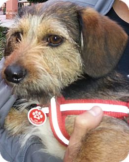 Corgi/Jack Russell Terrier Mix Dog for Sale in Thousand Oaks, California - Nico Corgi/Jack Russell Terrier Mix Dog for Sale in Thousand Oaks, California - Nico