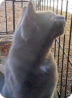 Domestic Shorthair Cat for Sale in Bradenton, Florida - Silver Domestic Shorthair Cat for Sale in Bradenton, Florida - Silver