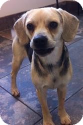 Pug/Beagle Mix Dog for Sale in Russellville, Kentucky - Sadie Pug/Beagle Mix Dog for Sale in Russellville, Kentucky - Sadie