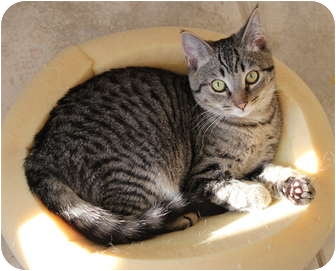 Domestic Shorthair Kitten for Sale in Duncan, British Columbia - Duggles Domestic Shorthair Kitten for Sale in Duncan, British Columbia - Duggles