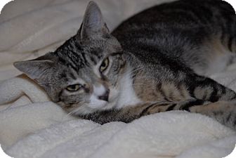 Domestic Shorthair Kitten for Sale in New York, New York - Forest Domestic Shorthair Kitten for Sale in New York, New York - Forest