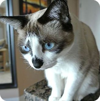 Snowshoe Cat for Sale in Mississauga, Ontario, Ontario - Odette Snowshoe Cat for Sale in Mississauga, Ontario, Ontario - Odette
