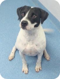 Pointer Mix Dog for Sale in Gainesville, Florida - Jesse Pointer Mix Dog for Sale in Gainesville, Florida - Jesse