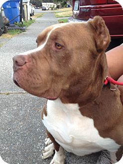 Mastiff/Pit Bull Terrier Mix Dog for Sale in Bellingham, Washington - Daddy Mastiff/Pit Bull Terrier Mix Dog for Sale in Bellingham, Washington - Daddy