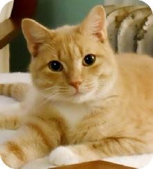 Domestic Shorthair Cat for Sale in Medford, Massachusetts - Charles Domestic Shorthair Cat for Sale in Medford, Massachusetts - Charles