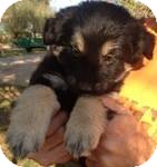 Shepherd (Unknown Type) Mix Puppy for Sale in Manchester, Connecticut - Kourtney ADOPTION PENDING Shepherd (Unknown Type) Mix Puppy for Sale in Manchester, Connecticut - Kourtney ADOPTION PENDING
