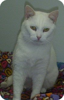 Domestic Shorthair Cat for Sale in Hamburg, New York - Snowflake Domestic Shorthair Cat for Sale in Hamburg, New York - Snowflake