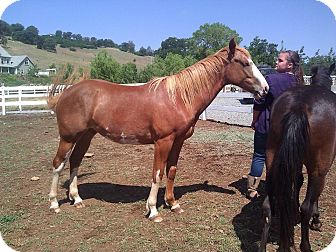 Quarterhorse Mix for Sale in El Dorado Hills, California - Stella Quarterhorse Mix for Sale in El Dorado Hills, California - Stella