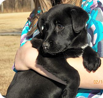 Border Collie/Labrador Retriever Mix Puppy for Sale in Sussex, New Jersey - Suzy Q Border Collie/Labrador Retriever Mix Puppy for Sale in Sussex, New Jersey - Suzy Q
