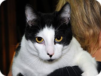 Domestic Shorthair Cat for Sale in Monroe, Georgia - Nate Domestic Shorthair Cat for Sale in Monroe, Georgia - Nate