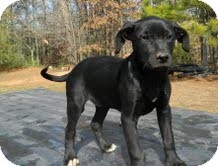 Labrador Retriever Mix Puppy for Sale in Washington, D.C. - Sister Labrador Retriever Mix Puppy for Sale in Washington, D.C. - Sister