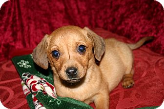 Dachshund Mix Puppy for Sale in Glastonbury, Connecticut - Ruby Dachshund Mix Puppy for Sale in Glastonbury, Connecticut - Ruby
