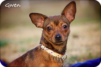 Chihuahua Mix Dog for Sale in Wilmington, Delaware - Gwen Chihuahua Mix Dog for Sale in Wilmington, Delaware - Gwen