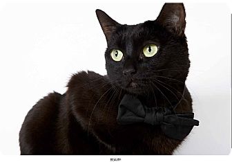 Domestic Shorthair Cat for Sale in New York, New York - Beauty Domestic Shorthair Cat for Sale in New York, New York - Beauty