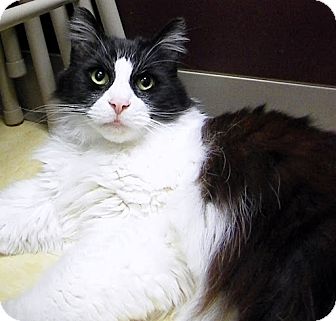 Domestic Mediumhair Cat for Sale in Alexandria, Virginia - Purrsey Domestic Mediumhair Cat for Sale in Alexandria, Virginia - Purrsey