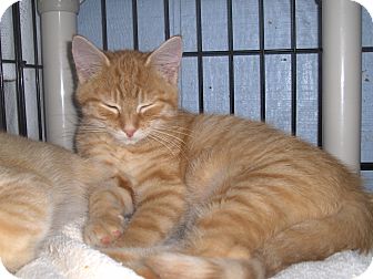 Domestic Shorthair Kitten for Sale in Middletown, Connecticut - Papaya Domestic Shorthair Kitten for Sale in Middletown, Connecticut - Papaya