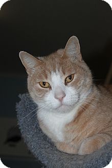 Domestic Shorthair Cat for Sale in North Branford, Connecticut - Nacho Domestic Shorthair Cat for Sale in North Branford, Connecticut - Nacho