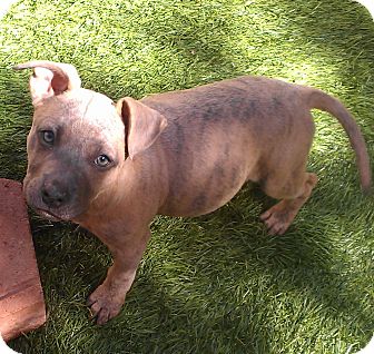 American Pit Bull Terrier Mix Puppy for Sale in San Diego, California - Ivory American Pit Bull Terrier Mix Puppy for Sale in San Diego, California - Ivory