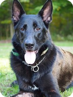 German Shepherd Dog Dog for Sale in Medford, Massachusetts - Molly - Courtesy Post German Shepherd Dog Dog for Sale in Medford, Massachusetts - Molly - Courtesy Post