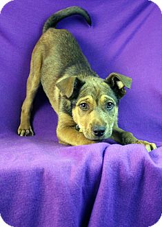 Shepherd (Unknown Type) Mix Puppy for Sale in Westminster, Colorado - Persia Shepherd (Unknown Type) Mix Puppy for Sale in Westminster, Colorado - Persia