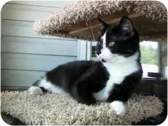 Domestic Shorthair Cat for Sale in Delmont, Pennsylvania - Polly Domestic Shorthair Cat for Sale in Delmont, Pennsylvania - Polly