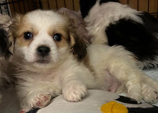 Freehold NJ Shih Tzu Poodle Miniature Meet Green Pup A Pet For