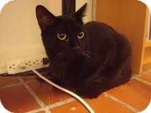Domestic Shorthair Cat for Sale in Chicago, Illinois - Cassie Domestic Shorthair Cat for Sale in Chicago, Illinois - Cassie
