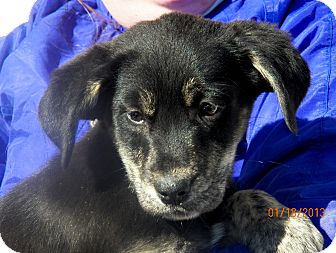Labrador Retriever Mix Puppy for Sale in Sussex, New Jersey - Ember Labrador Retriever Mix Puppy for Sale in Sussex, New Jersey - Ember