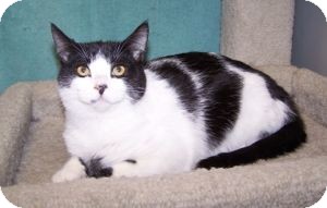 Domestic Shorthair Kitten for Sale in Colorado Springs, Colorado - K-Eva3-Jackie Domestic Shorthair Kitten for Sale in Colorado Springs, Colorado - K-Eva3-Jackie