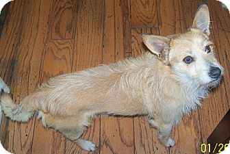Terrier (Unknown Type, Small) Mix Dog for Sale in San Diego, California - Prince Harry URGENT Terrier (Unknown Type, Small) Mix Dog for Sale in San Diego, California - Prince Harry URGENT
